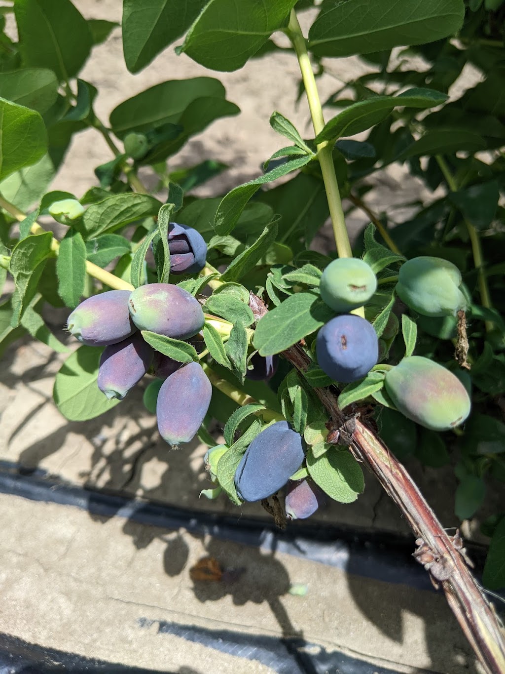 Berries by the Bay | 8834 Hwy 33, Greater Napanee, ON K7R 3K7, Canada | Phone: (289) 775-1211
