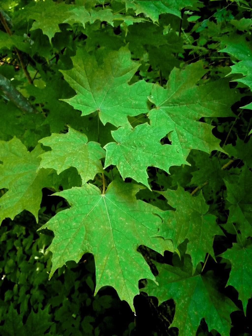 Darlington Tree Service | 2693 Taunton Rd, Bowmanville, ON L1C 3K6, Canada | Phone: (905) 261-1566