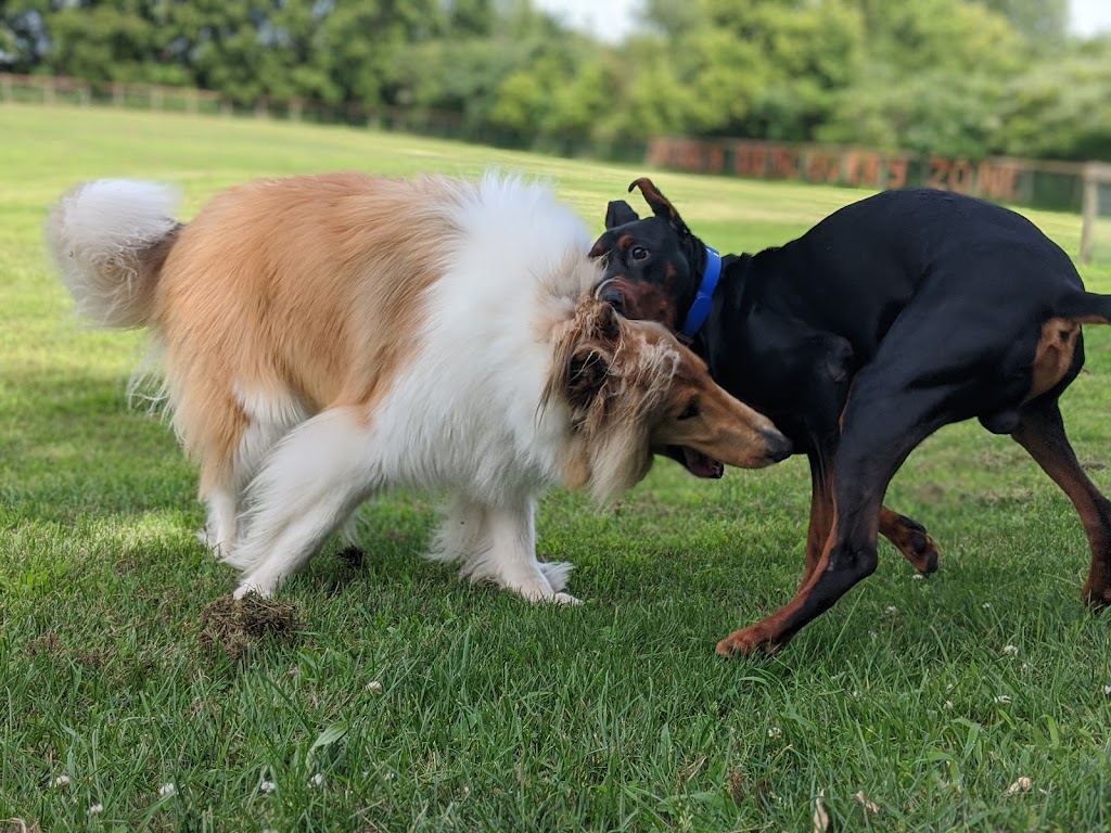 Doggy Discovery Zone | 15364 Muirkirk Line, Muirkirk, ON N0L 1X0, Canada | Phone: (519) 777-9004