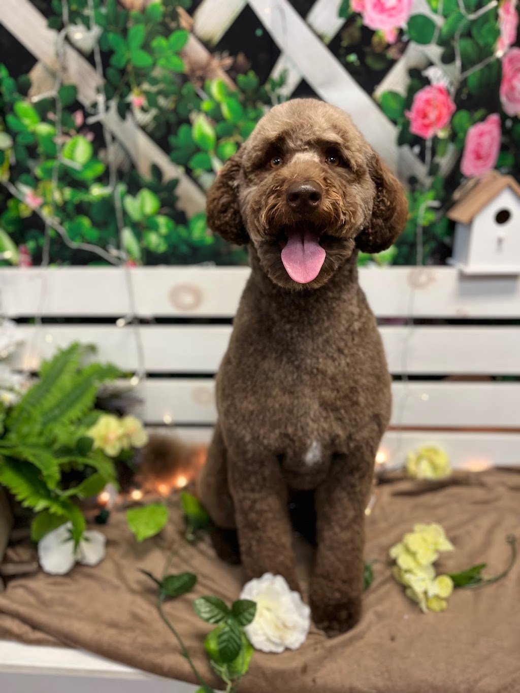 Cutie Patootie Grooming | 143 Borden Ave unit 10, Belmont, ON N0L 1B0, Canada | Phone: (226) 883-0955