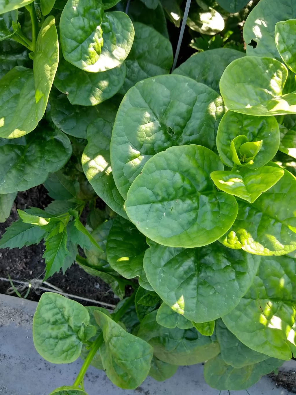 Mary Street Community Garden | 5G9, 1100 Mary St N, Oshawa, ON L1G 5G9, Canada | Phone: (905) 436-3311