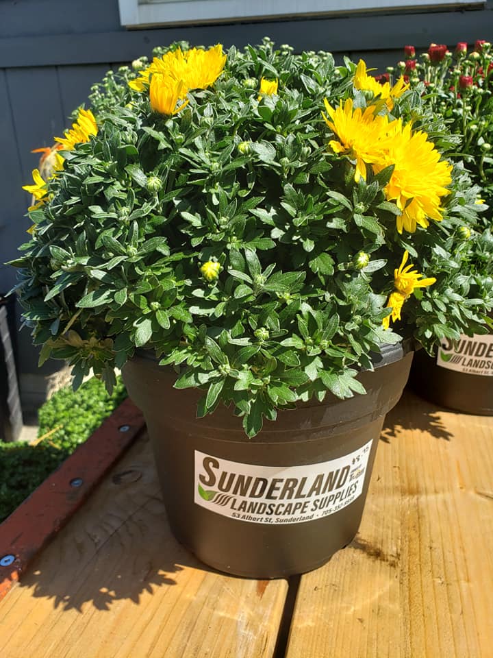 Sunderland Landscape Supplies | 53 Albert St N, Sunderland, ON L0C 1H0, Canada | Phone: (705) 357-9999