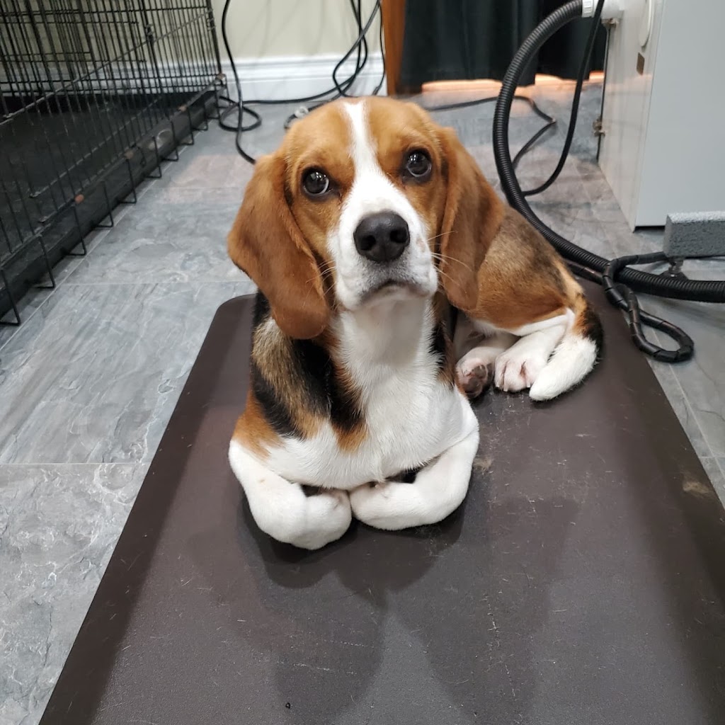 CCs Pet Spaw | 1124 Fern Ridge Dr, Mill Bay, BC V0R 2P2, Canada | Phone: (250) 686-8260