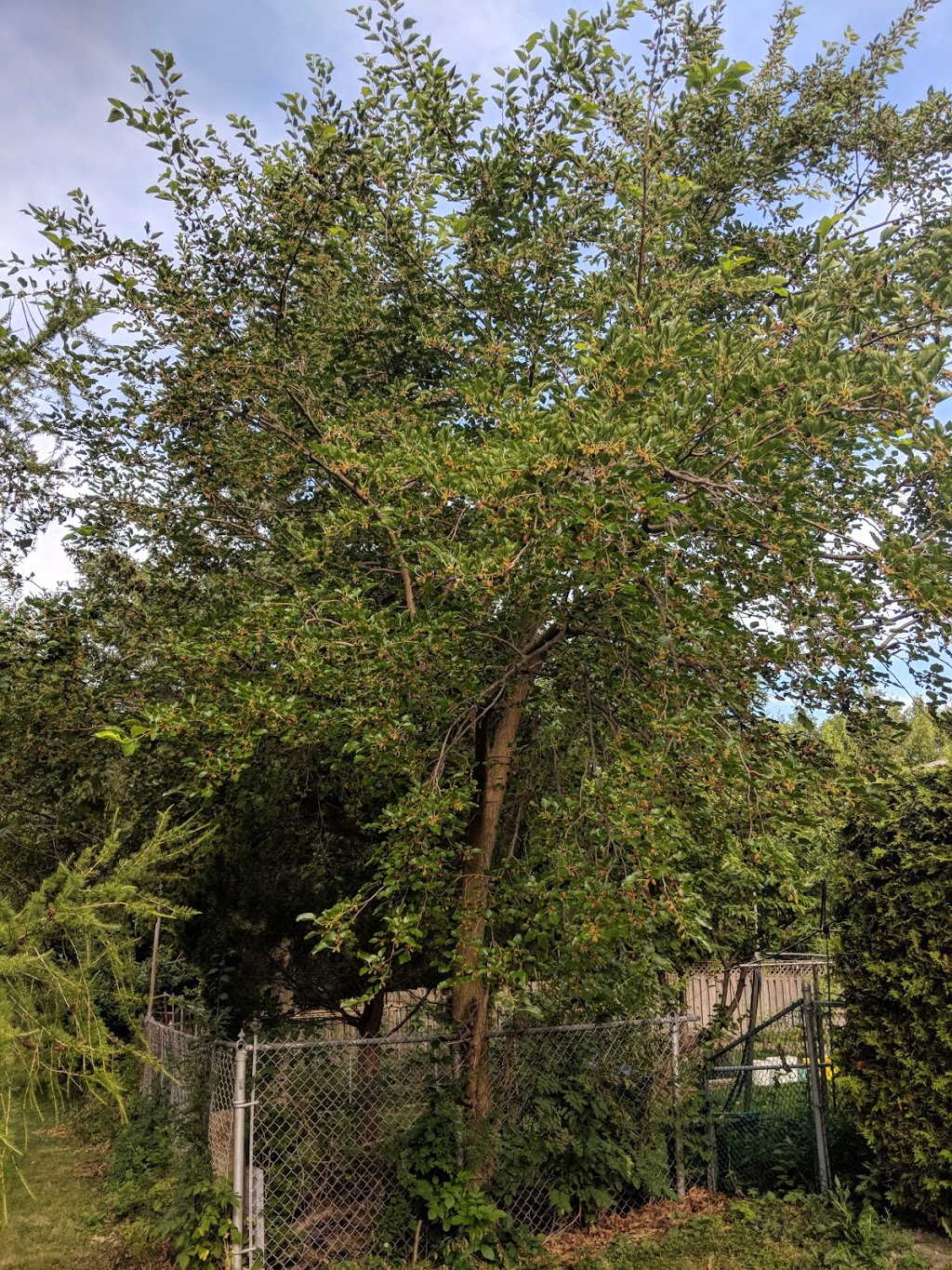 Havendale Park | 5 Belgreen Ave, Scarborough, ON M1S 1G3, Canada