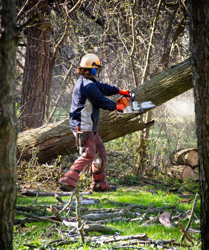 Metzger Tree Service | 196 McIntyre Dr unit 7, Kitchener, ON N2R 1H4, Canada | Phone: (519) 954-5649