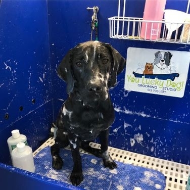 You Lucky Dog Grooming Studio | 4397 Colonel Talbot Rd, London, ON N6P 1B6, Canada | Phone: (519) 709-1687