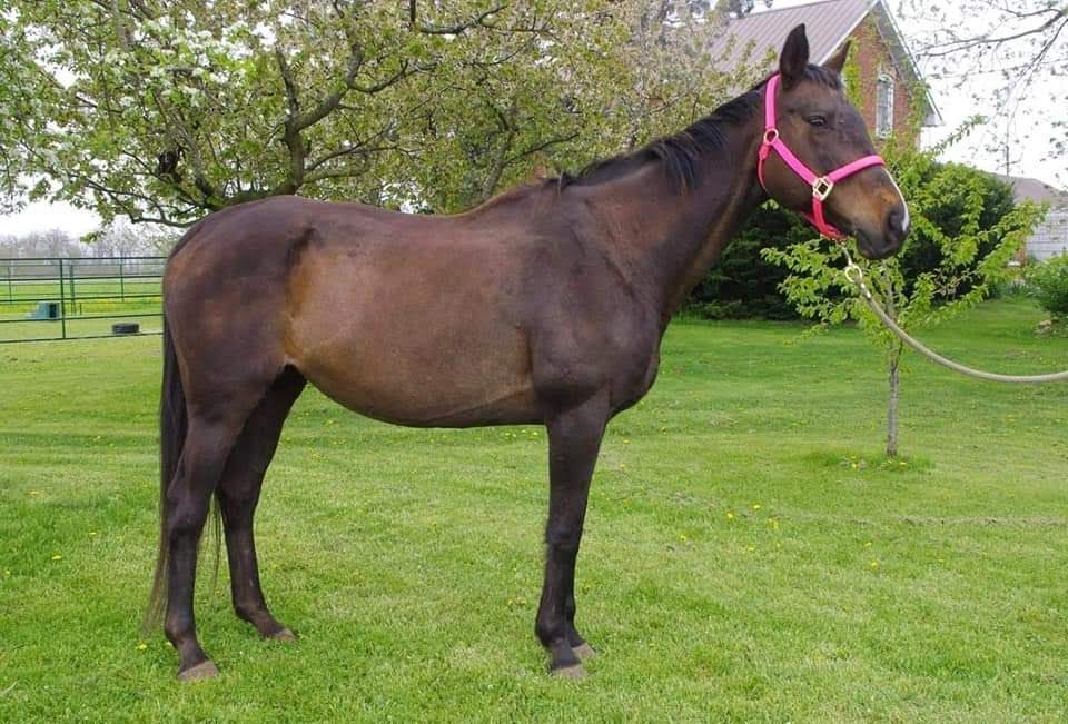 Whispering Hearts Horse Rescue | 1652 Concession 10 Walpole, Hagersville, ON N0A 1H0, Canada | Phone: (905) 768-9951