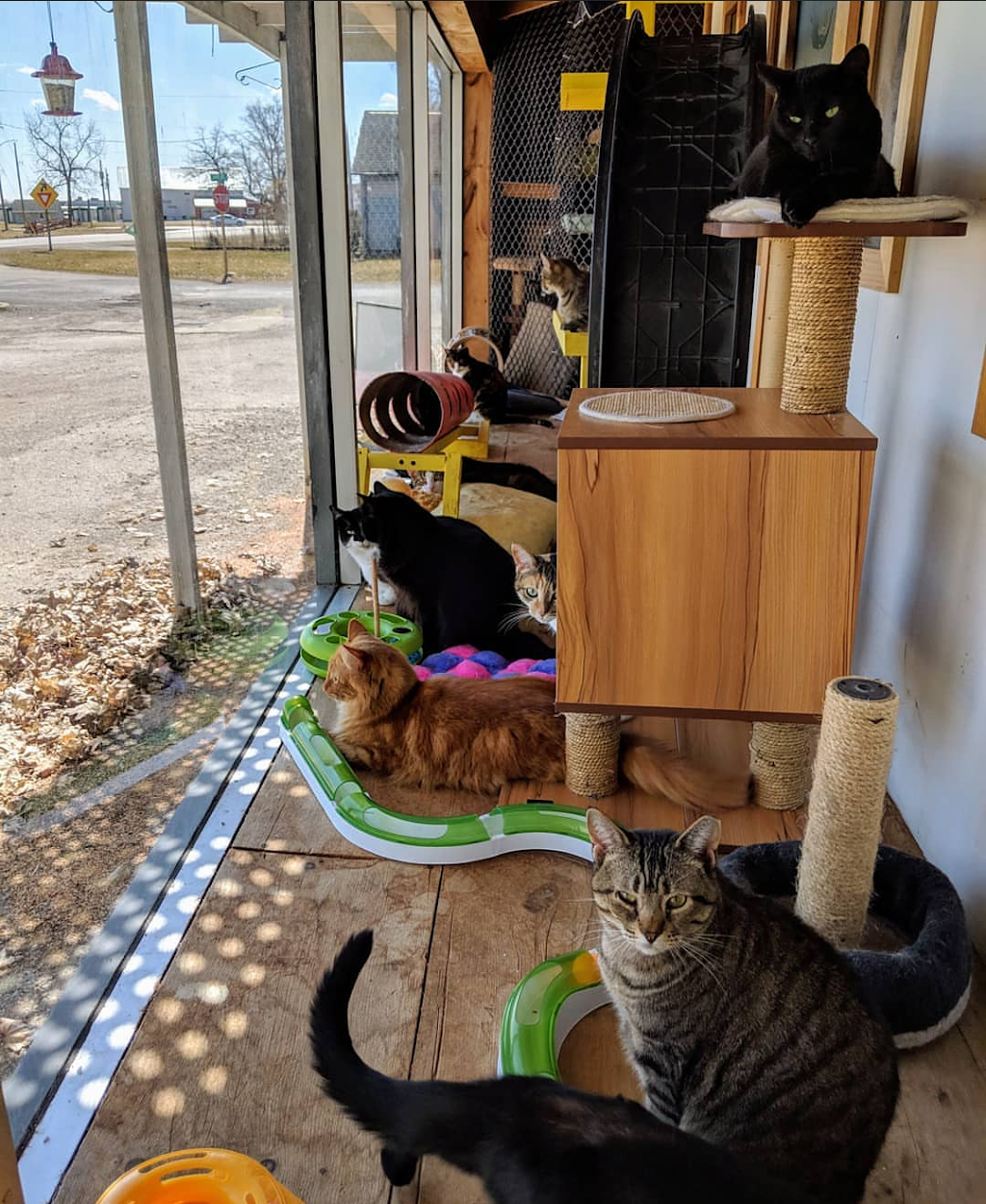 Purrfect Companions Animal Rescue | 19 Brantford Rd, Delhi, ON N4B 1V5, Canada | Phone: (226) 227-8289