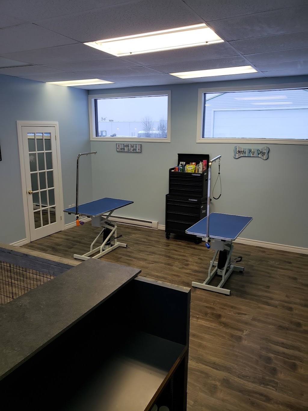 Toilettage Dieppe Dog and Cat Grooming | 675 Babin St, Dieppe, NB E1A 5M7, Canada | Phone: (506) 869-9999