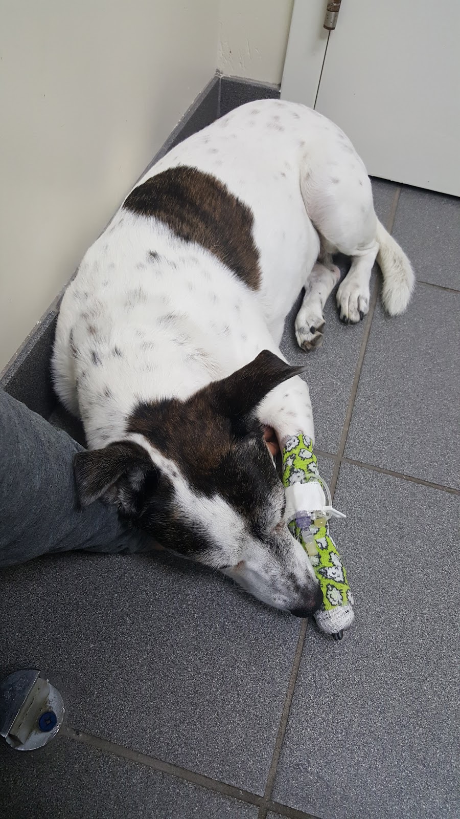 Mississauga Oakville Veterinary Emergency Hospital | 2285 Bristol Cir, Oakville, ON L6H 6P8, Canada | Phone: (905) 829-9444