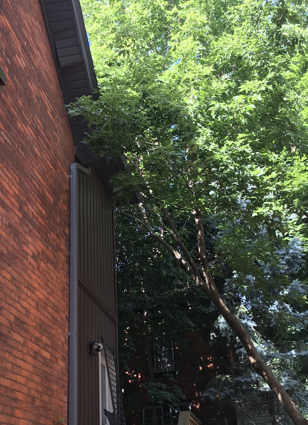 Icon Tree Service | 1659A Line 41, New Hamburg, ON N3A 4A2, Canada | Phone: (519) 778-4788