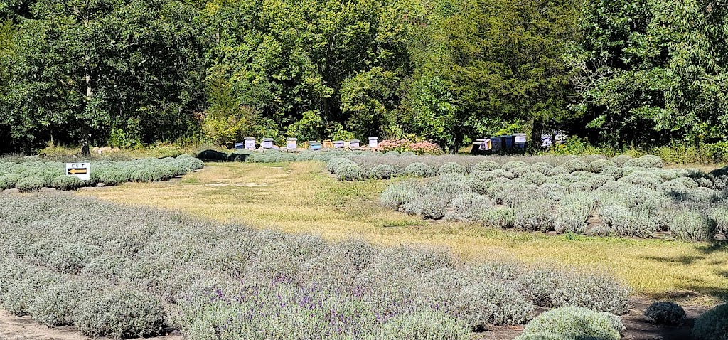 Lavender Hives | 8499 Goosemarsh Line, Grand Bend, ON N0M 1T0, Canada | Phone: (226) 926-2820