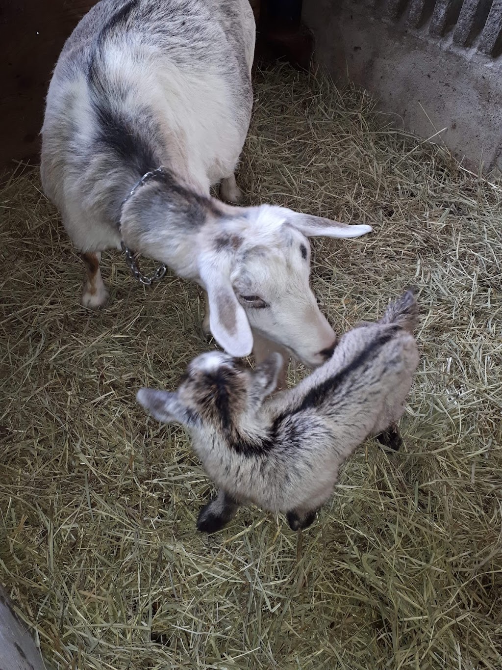 Ferme CFR | 77 Rue Lachapelle E, Saint-Rémi, QC J0L 2L0, Canada | Phone: (514) 705-2263