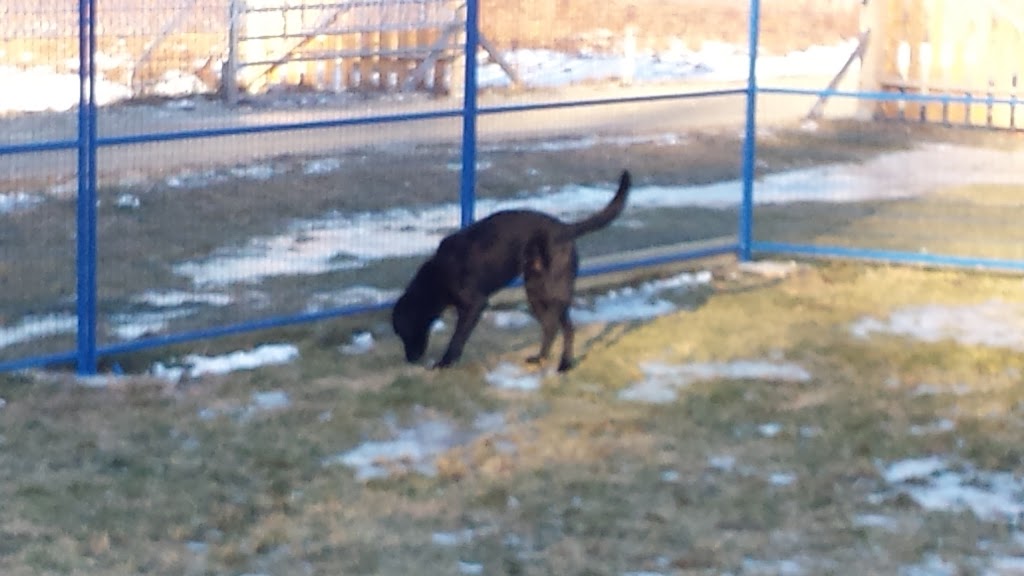 Clifton Royal Dog Boarding Kennels Ltd | 1297 route 845, Clifton Royal, NB E5S 2B7, Canada | Phone: (506) 283-3647