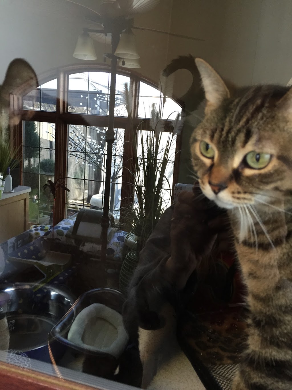 A Feline Inn | BY APPOINTMENT, 96 Abingdon Way NE, Calgary, AB T2A 6R8, Canada | Phone: (403) 272-7264