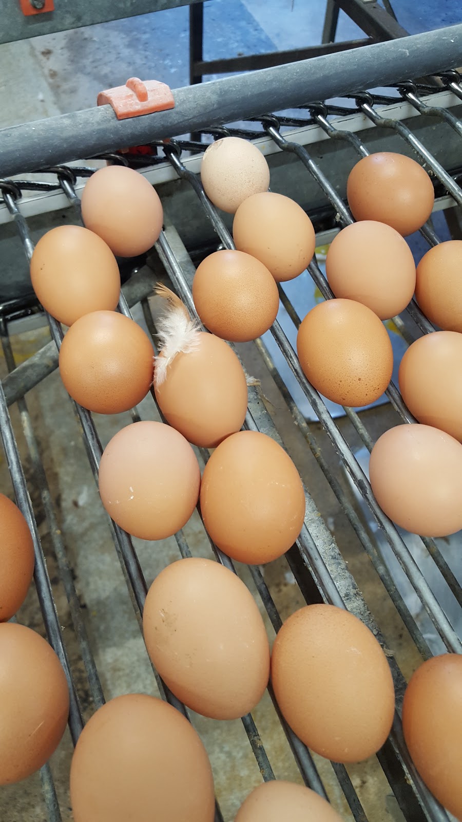 Burnbrae Farms Ltd | 3356 27, Lyn, ON K0E 1M0, Canada | Phone: (613) 345-5651