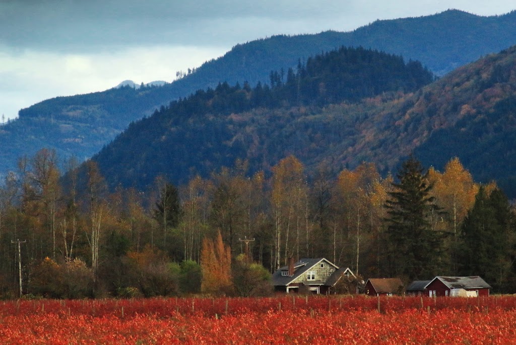 Alpine Meadows Tree Farm | 3585 Valley Hwy, Deming, WA 98244, USA | Phone: (360) 595-1019