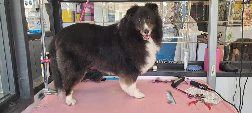 Nikkitas Dog Grooming (westpark) | 40 Wellington Pl, Fort Saskatchewan, AB T8L 0G2, Canada | Phone: (780) 667-5683