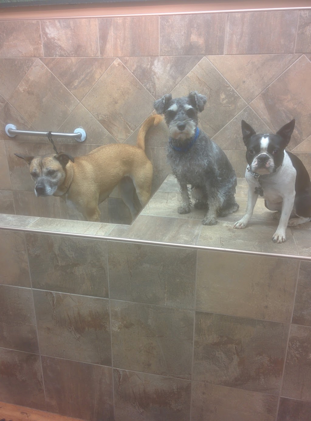 Pet Valu | 90 Tacoma Dr, Dartmouth, NS B2W 3E5, Canada | Phone: (902) 435-9748