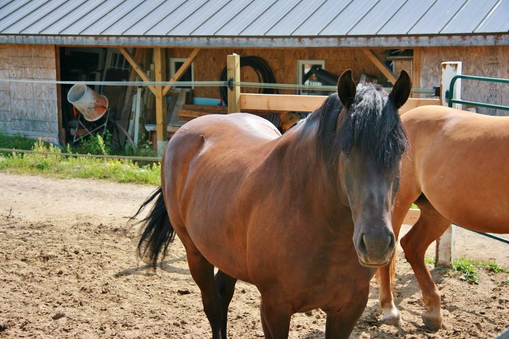 Andre Ladouceur Accordeur | 6250 Loieme Rang, Sainte-Adèle, QC J8B 2P7, Canada | Phone: (819) 321-1329