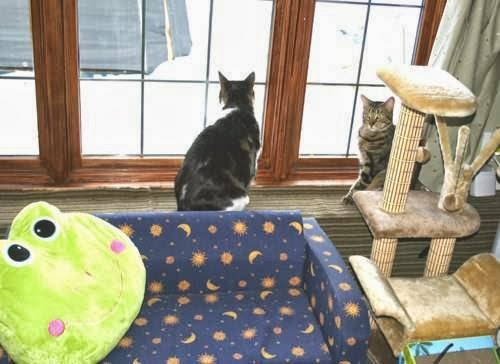 A Feline Inn | BY APPOINTMENT, 96 Abingdon Way NE, Calgary, AB T2A 6R8, Canada | Phone: (403) 272-7264