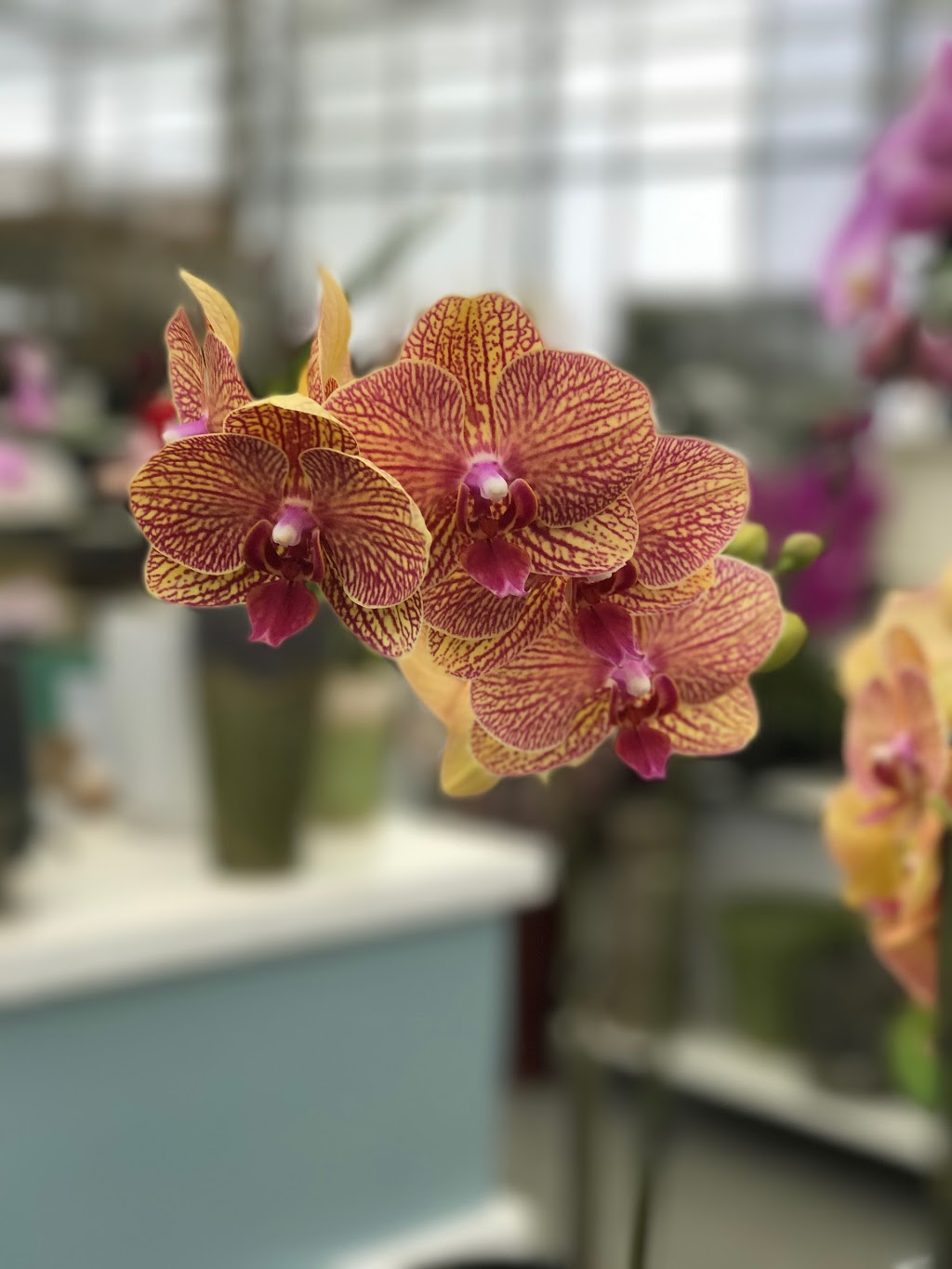 Oriental Orchids Ltd. | 6039 12th Ave, Burnaby, BC V3N 2J2, Canada | Phone: (604) 515-7133