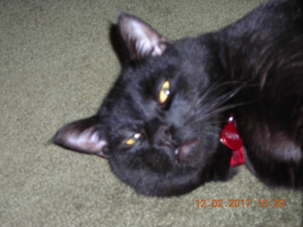 Catcare Veterinary Clinic | 8980 No 3 Rd, Richmond, BC V6Y 2E8, Canada | Phone: (604) 277-8511