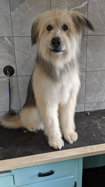 Woofs of Wisdom | Burton Rd, Gibsons, BC V0N 1V2, Canada | Phone: (604) 861-9663