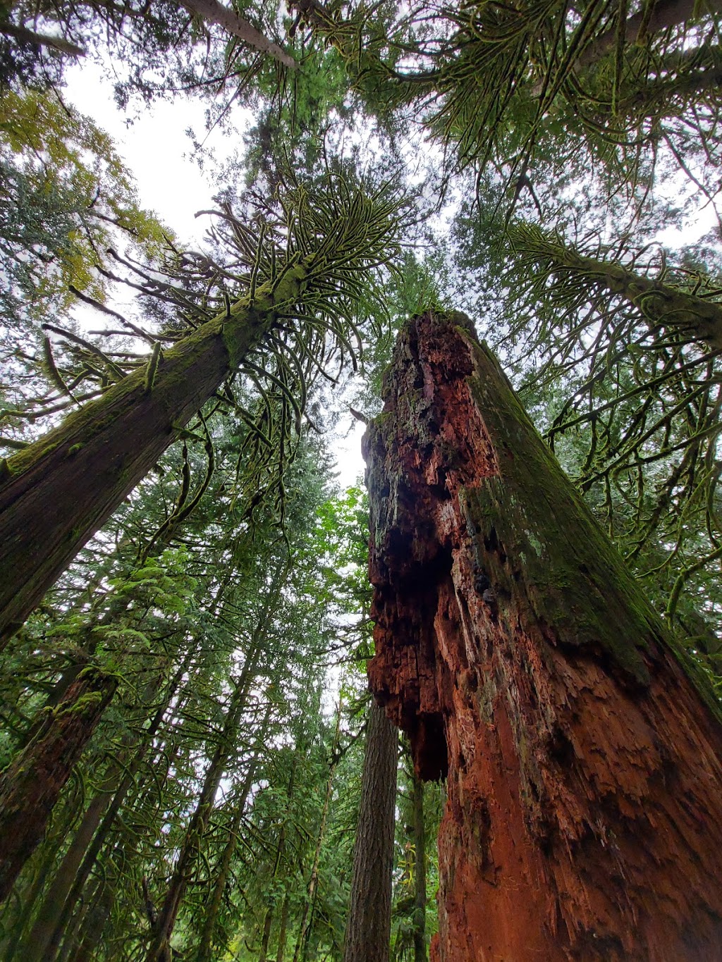 Chilliwack Community Forest | 51642 Allan Rd, Chilliwack, BC V4Z 1L2, Canada | Phone: (604) 793-2904
