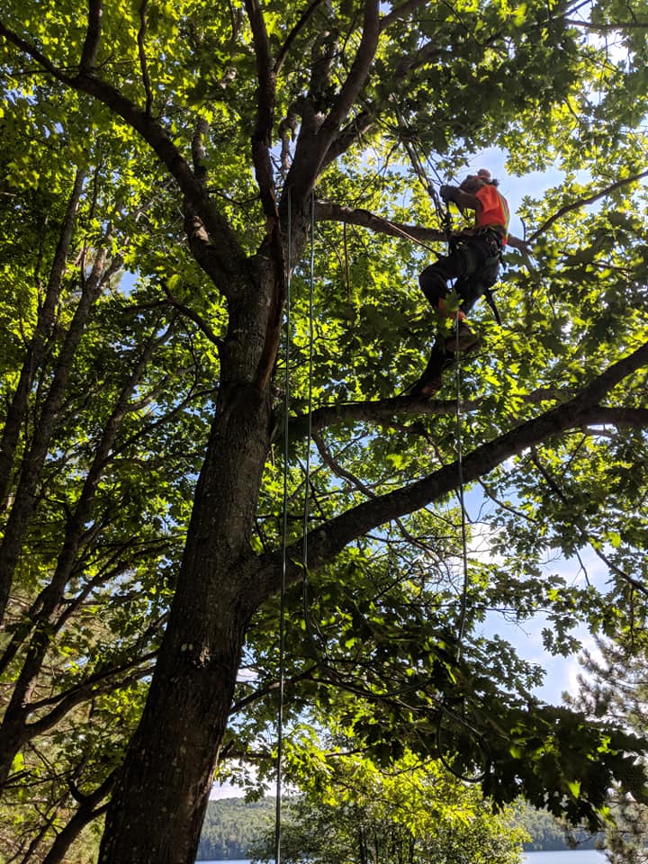 Plunketts Tree Removal Bancroft | 212 McDonald Mine Rd, Bancroft, ON K0L 1C0, Canada | Phone: (613) 334-9383