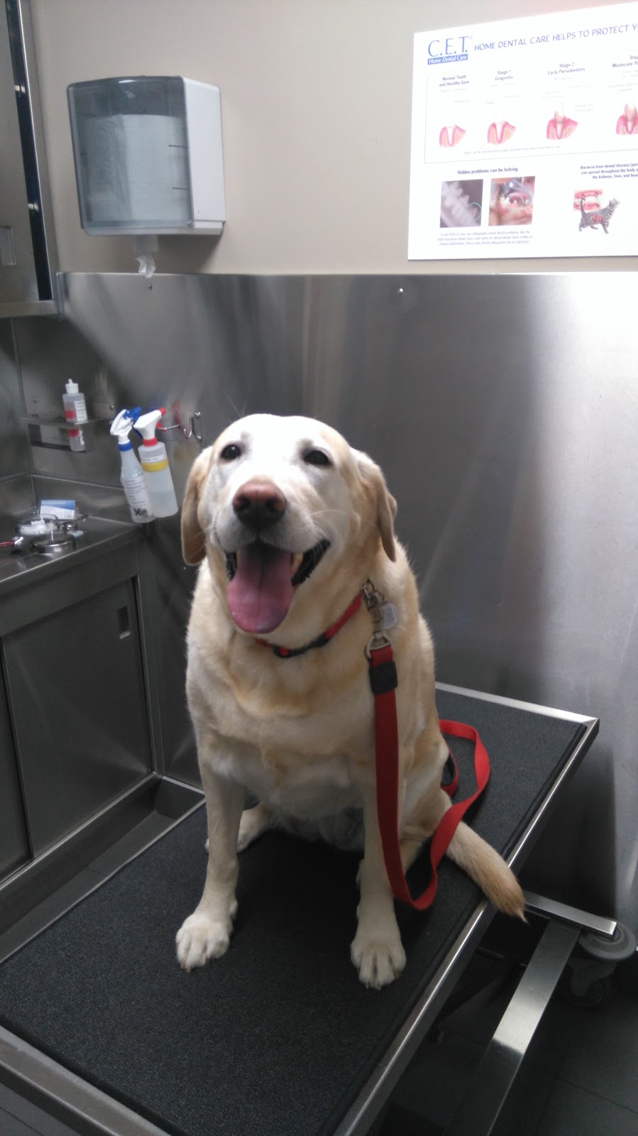 Mississauga Animal Hospital | 365 Dundas St E, Mississauga, ON L5A 1X3, Canada | Phone: (905) 270-4784