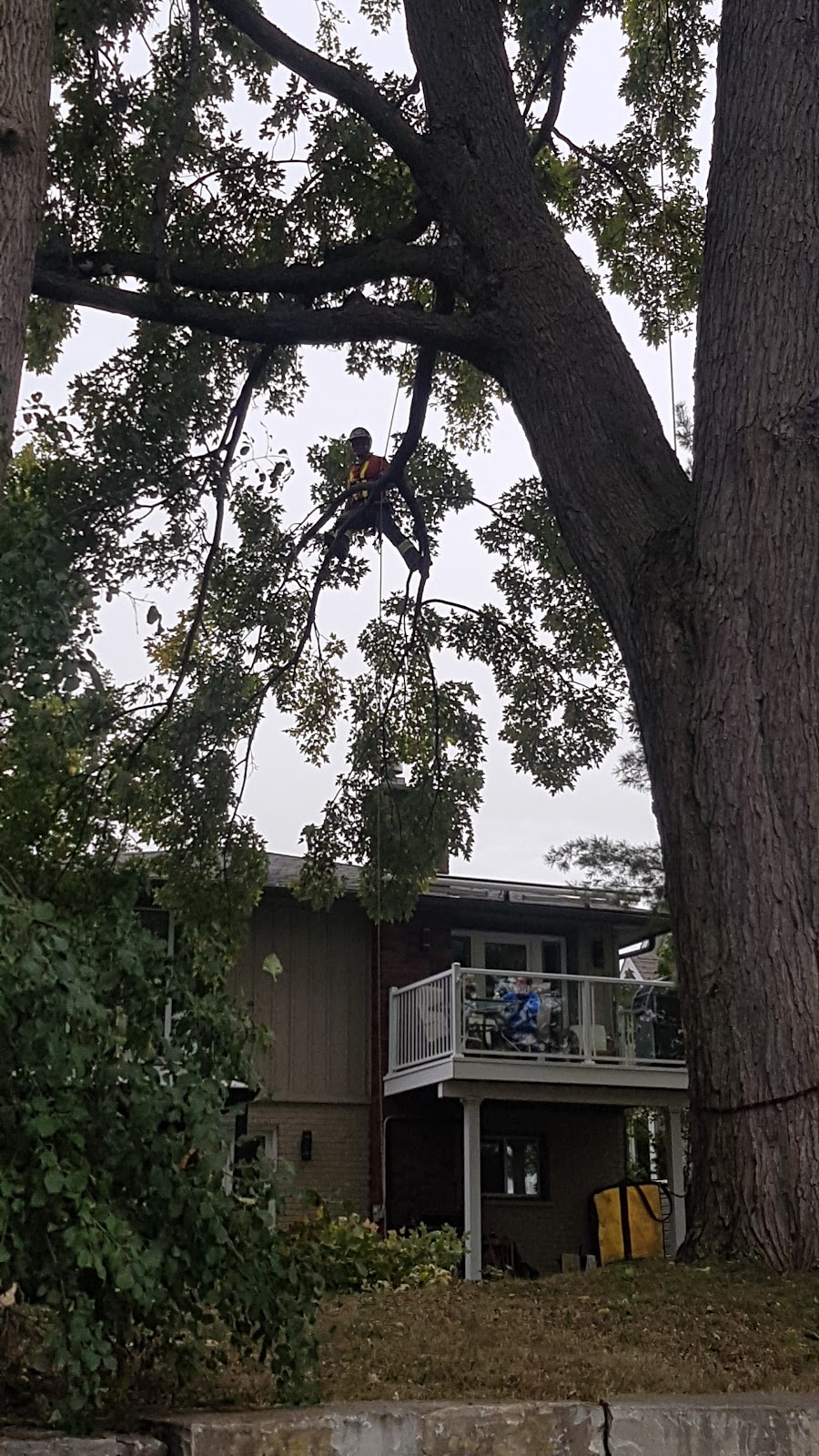 Top Tier Trees | 16 Arran Ct, Courtice, ON L1E 2E5, Canada | Phone: (289) 200-2292