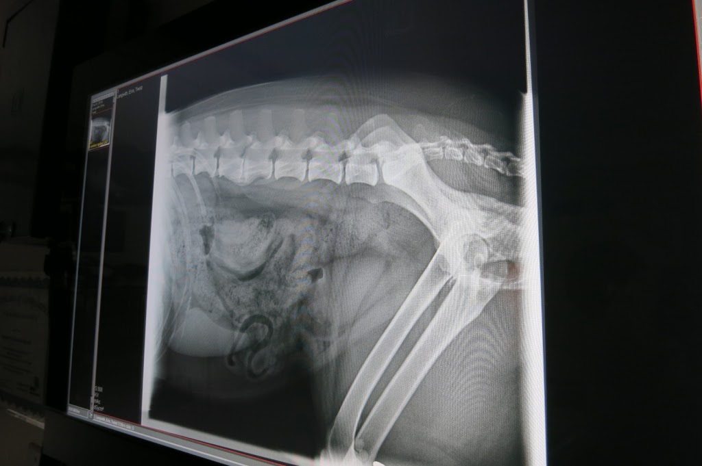 Harbour City Animal Hospital | 2208 Petersen Pl, Nanaimo, BC V9S 4N5, Canada | Phone: (250) 585-0911