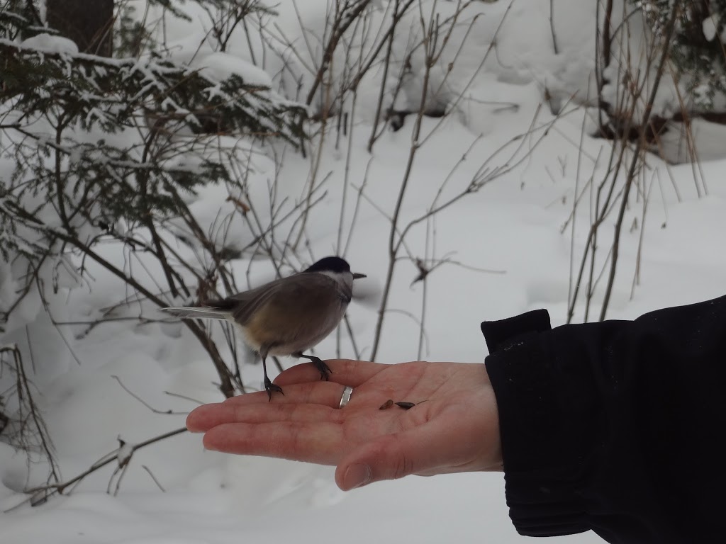 oiseaux au Domaine Saint-Bernard Garden | 539 Chemin St Bernard, Mont-Tremblant, QC J8E 1T4, Canada | Phone: (819) 425-3588