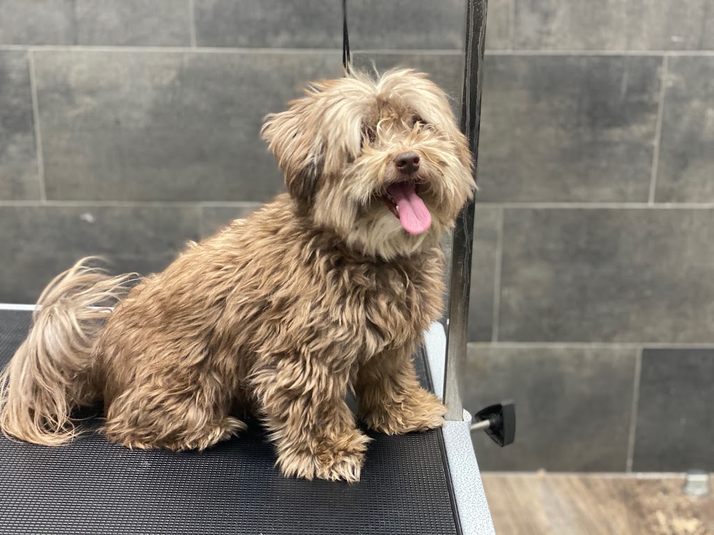 Classy K9s Dog Spaw | 63 Rich Ave, Cambridge, ON N1R 2A4, Canada | Phone: (226) 505-0912
