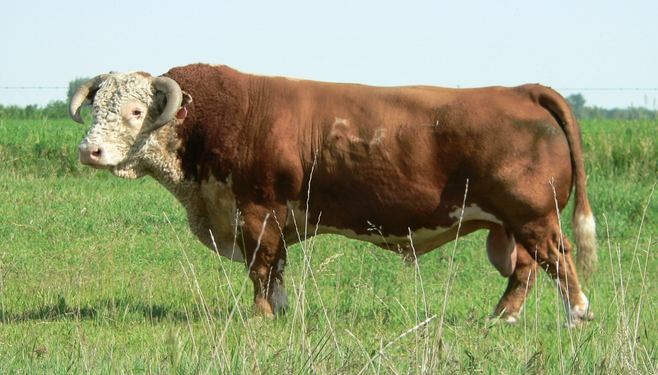 Gemstone Cattle Company | &, AB-862 &, Range Rd 164, Gem, AB T0J 1M0, Canada | Phone: (403) 633-0530