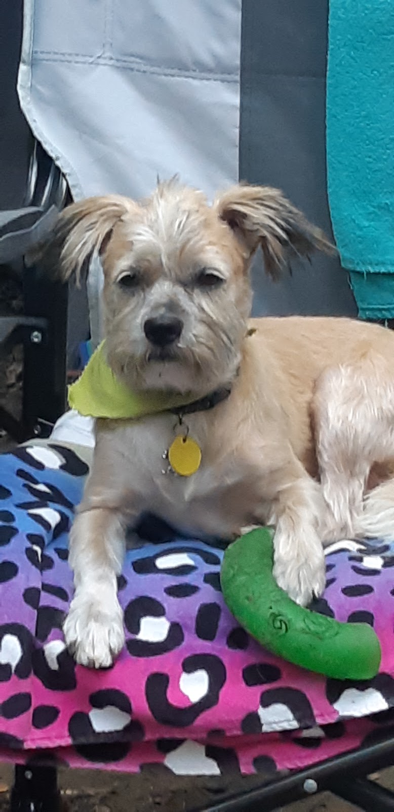 Humane Society Of Durham Region | 1505 Wentworth St, Whitby, ON L1N 0H9, Canada | Phone: (905) 665-7430