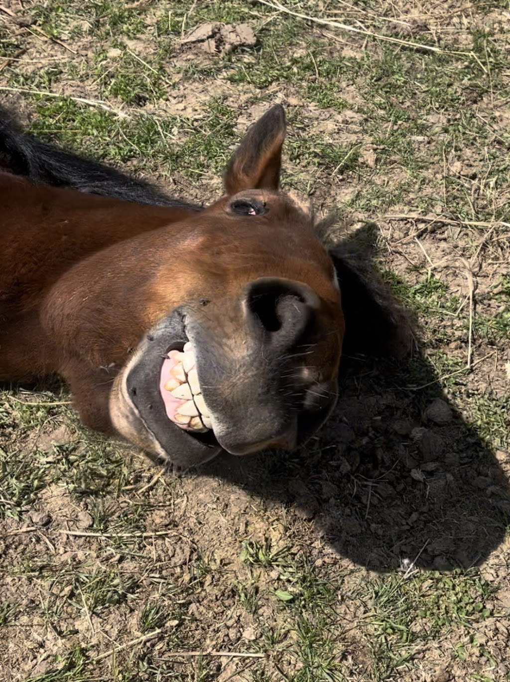 Sunrise Equestrian Centre | 612 Powerline Rd, Trenton, ON K8V 5P7, Canada | Phone: (613) 921-7856