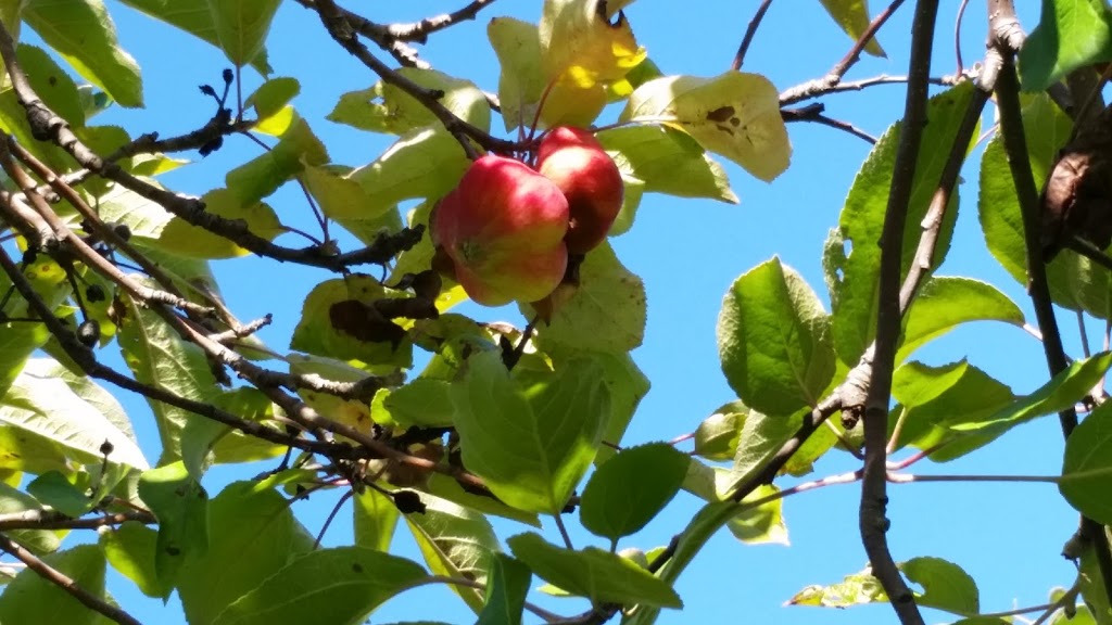 Halls Apple Market | 2930 Concession 2 Rd, Brockville, ON K6V 5T1, Canada | Phone: (613) 342-6320