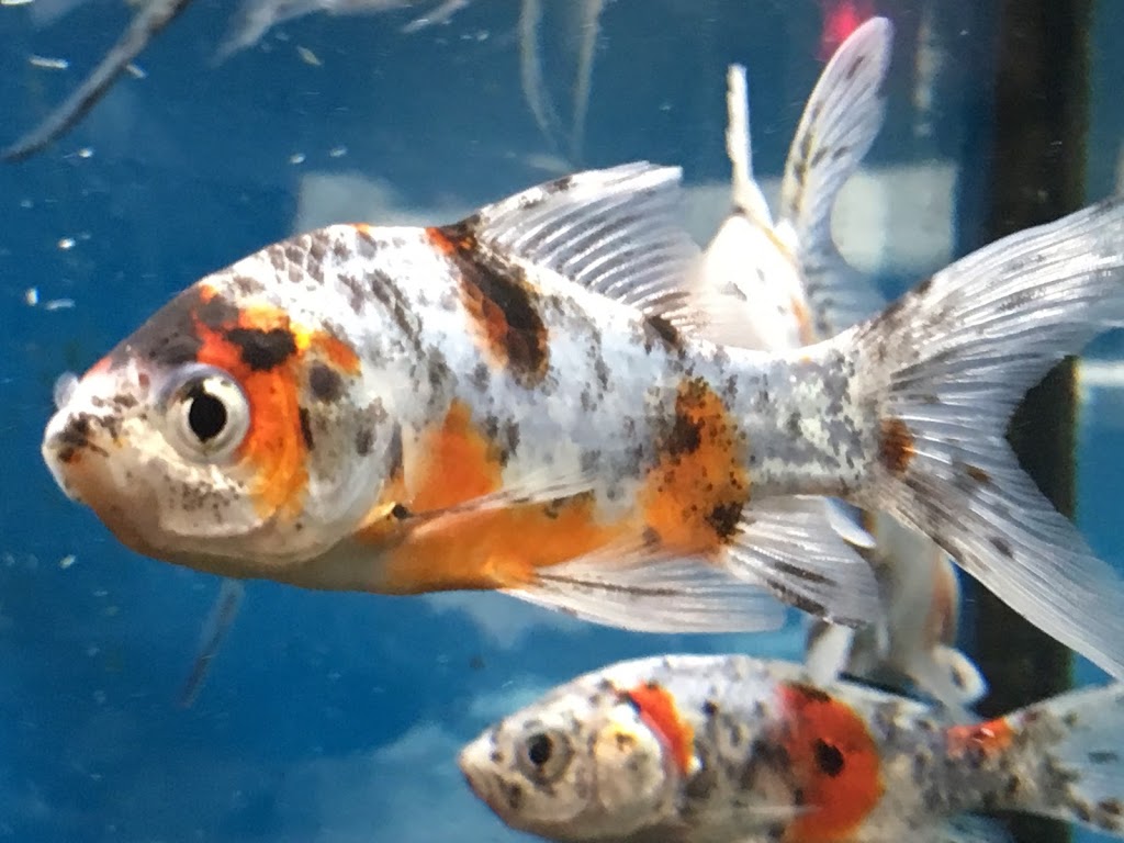 Boutique pour Animaux Aquanimal | 1400 Rue St Paul, Trois-Rivières, QC G9A 0B4, Canada | Phone: (819) 376-9494