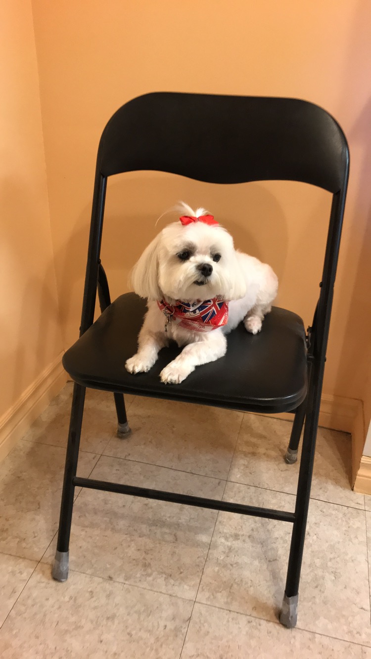 le Studio de Beauté Canine de Boucherville | 375 Bd de Mortagne, Boucherville, QC J4B 1B7, Canada | Phone: (450) 655-6543