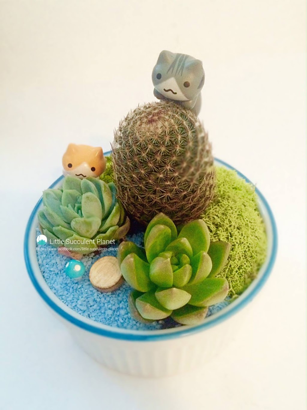 Plantit - Succulent, Air Plant, Cactus | 8339 Kennedy Road unit #2710 Langham Square 2nd floor escalator turn right 2nd store, Markham, ON L3R 1J5, Canada | Phone: (647) 262-7628