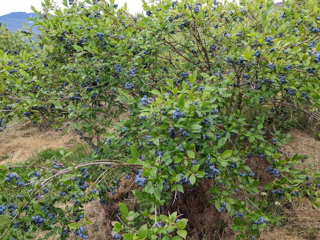 Lindell Beach Blueberry Farm-UPICK | 41521 Henderson Rd, Lindell Beach, BC V2R 4X6, Canada | Phone: (604) 346-1328