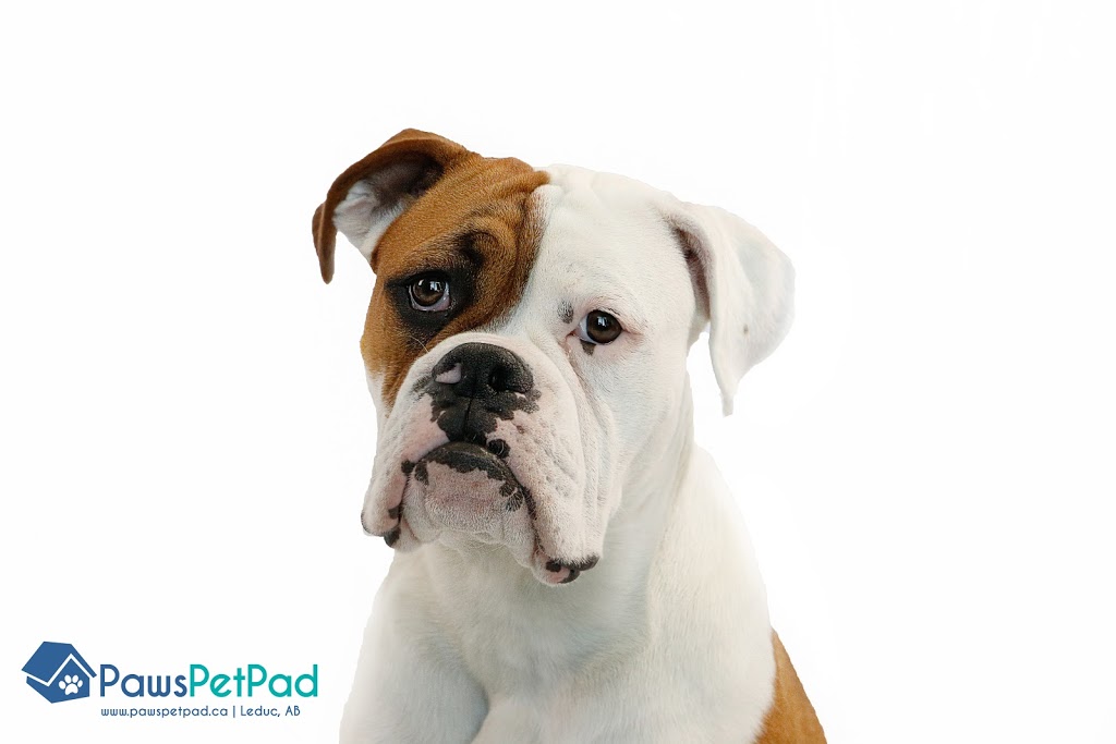 Paws Pet Pad | 4105 65A Avenue, Leduc, AB T9E 0Z4, Canada | Phone: (780) 900-8639