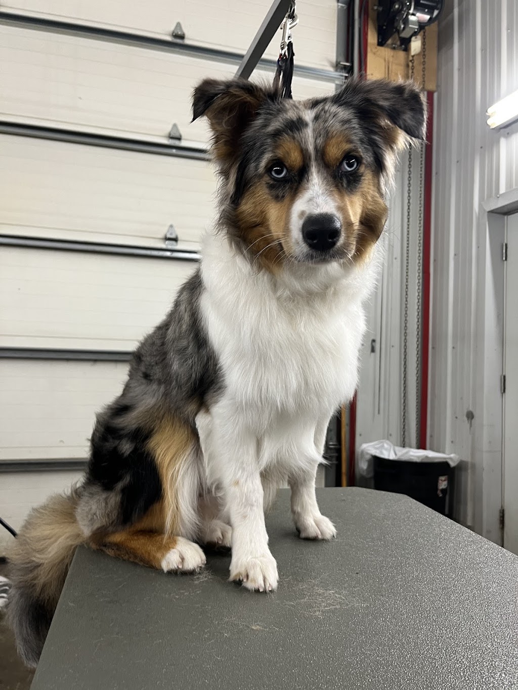 K9 Clippers | 14 Industrial Park Rd, Haliburton, ON K0M 1S0, Canada | Phone: (289) 383-5964