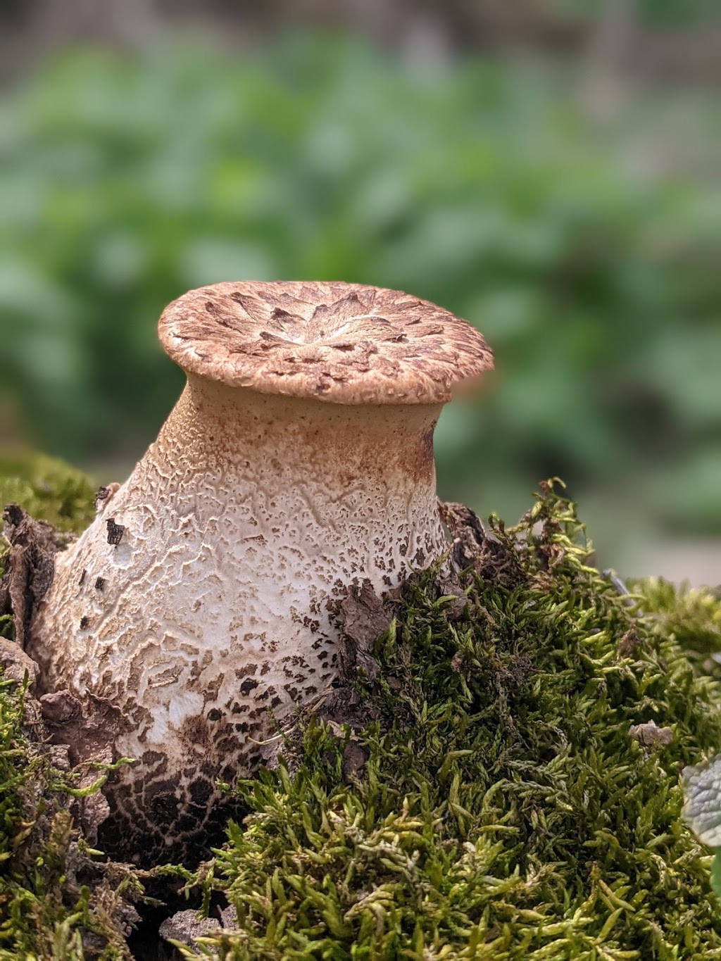Grand River Mycology | 70 Arrowhead Crescent, Kitchener, ON N2P 1B9, Canada | Phone: (226) 505-0185