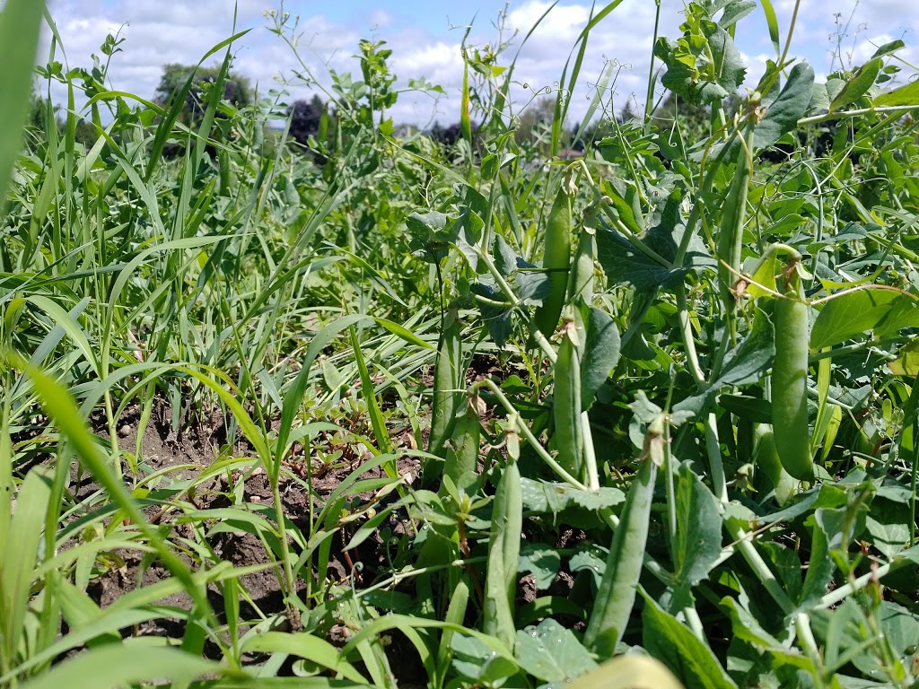 Spring View Farms | 11680 Durham Regional Rd 1, Uxbridge, ON L9P 1R2, Canada | Phone: (905) 852-2795
