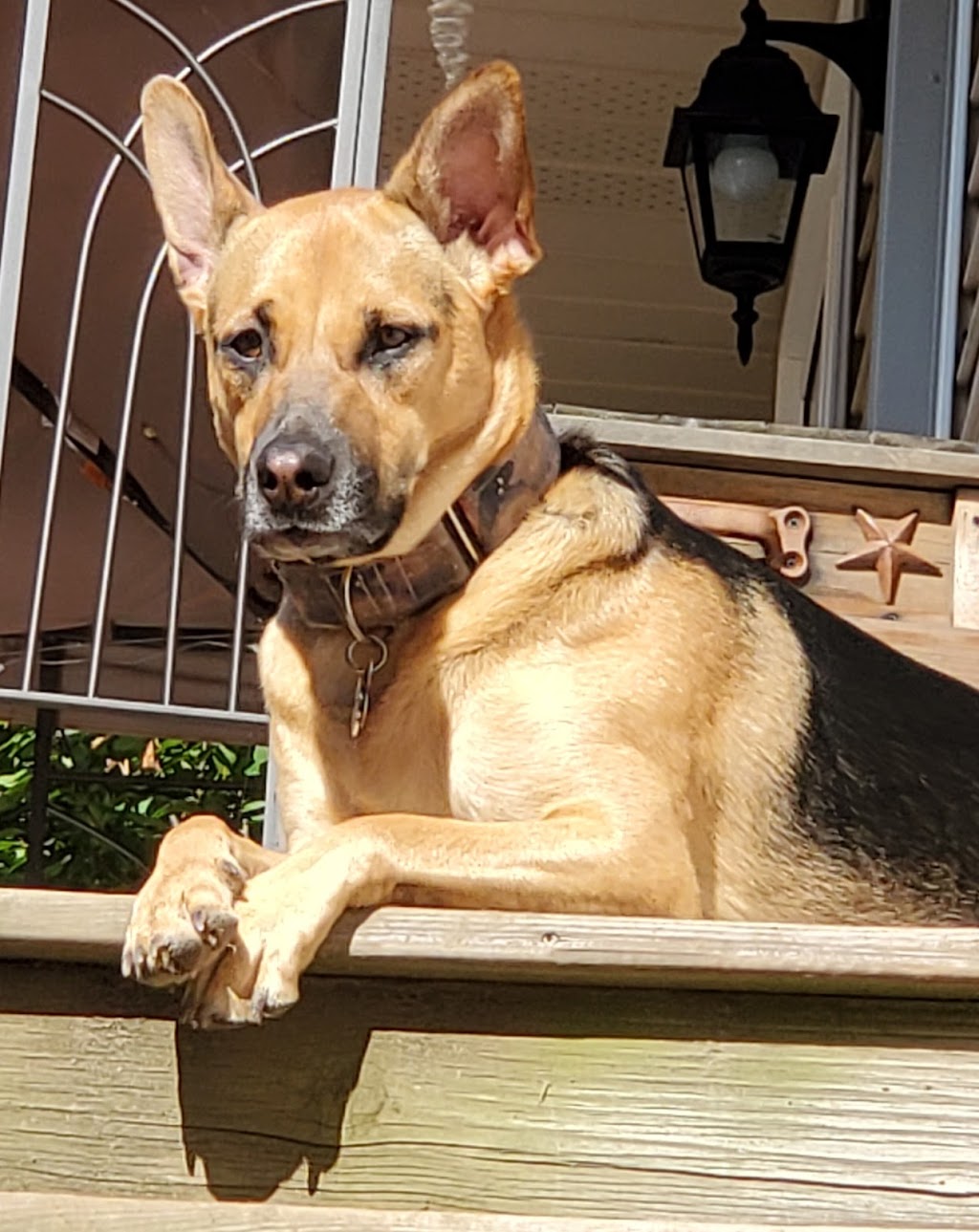 Wagzone Dog Walking & Pet Visits | 58 Graydon Dr, Mount Elgin, ON N0J 1N0, Canada | Phone: (519) 820-5359