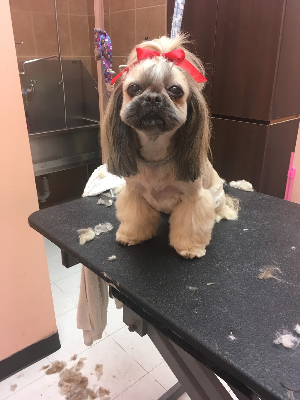 Pet Valu | 370 Main St N, Brampton, ON L6V 4A4, Canada | Phone: (905) 451-6513