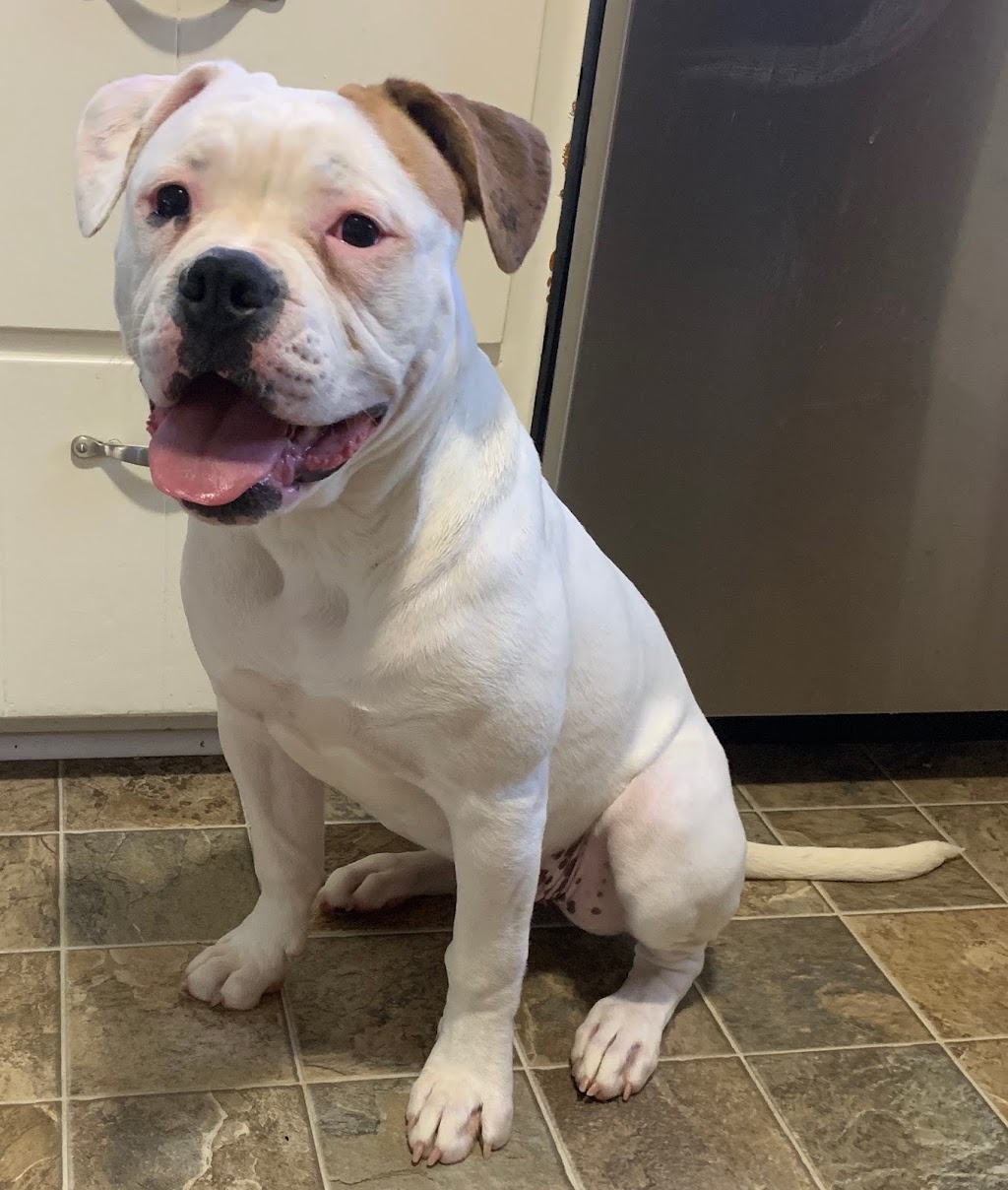 Rosebull Kennels American Bulldogs | 78 Main St S, Hagersville, ON N0A 1H0, Canada | Phone: (905) 379-4489